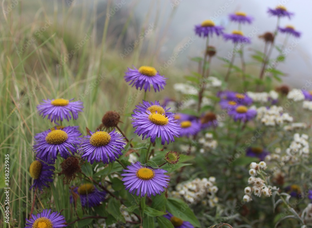 Fototapeta premium beautiful purple flower group with yellow centre.
