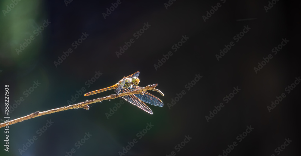A large dragonfly sits on a branch on a blurry green background. A large dragonfly sits on a branch on a blurry green background.