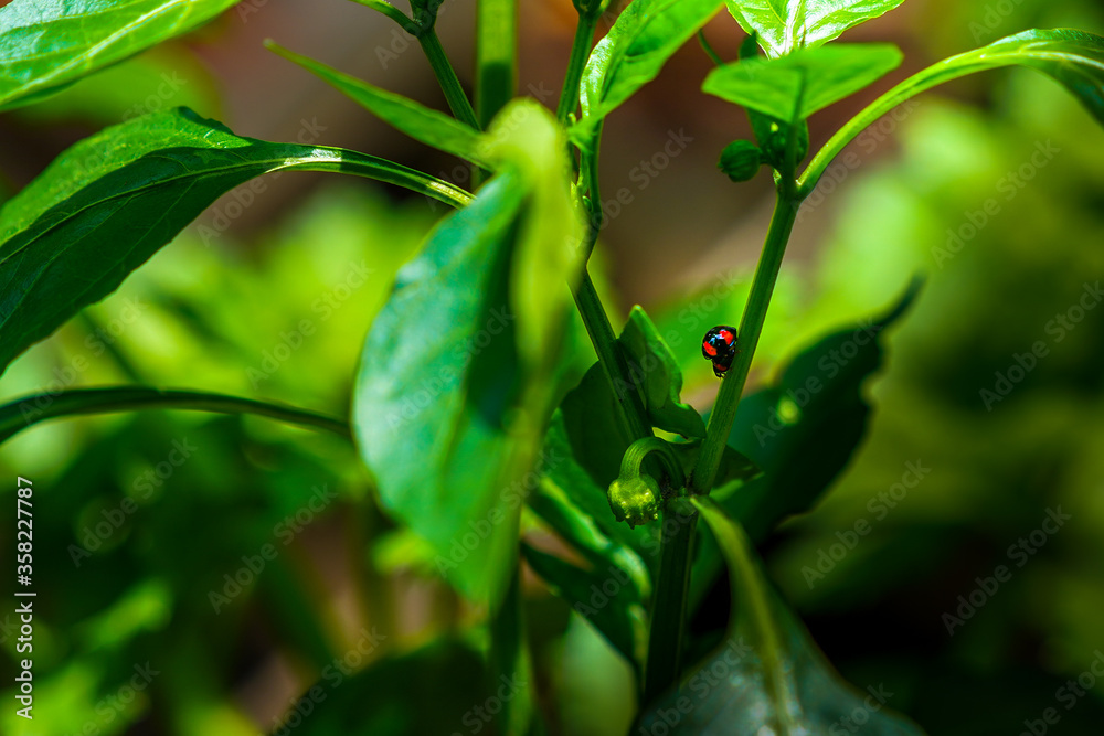 Beautiful closeup macro look of two ladybugs having intercourse Beautiful closeup macro look of two ladybugs having intercourse