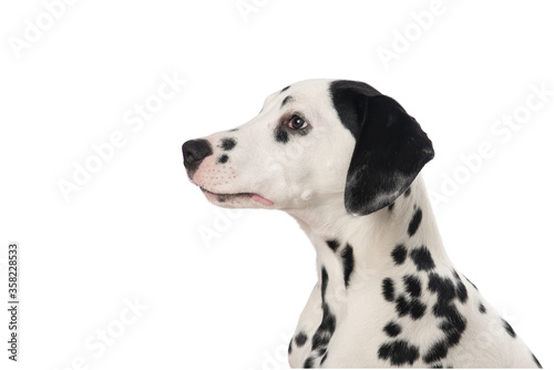 Dalmatian dog portrait seen from the side isolated on a white background