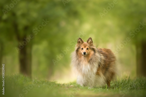 Pretty shetland sheepdog standing in a green beautiful spring forest