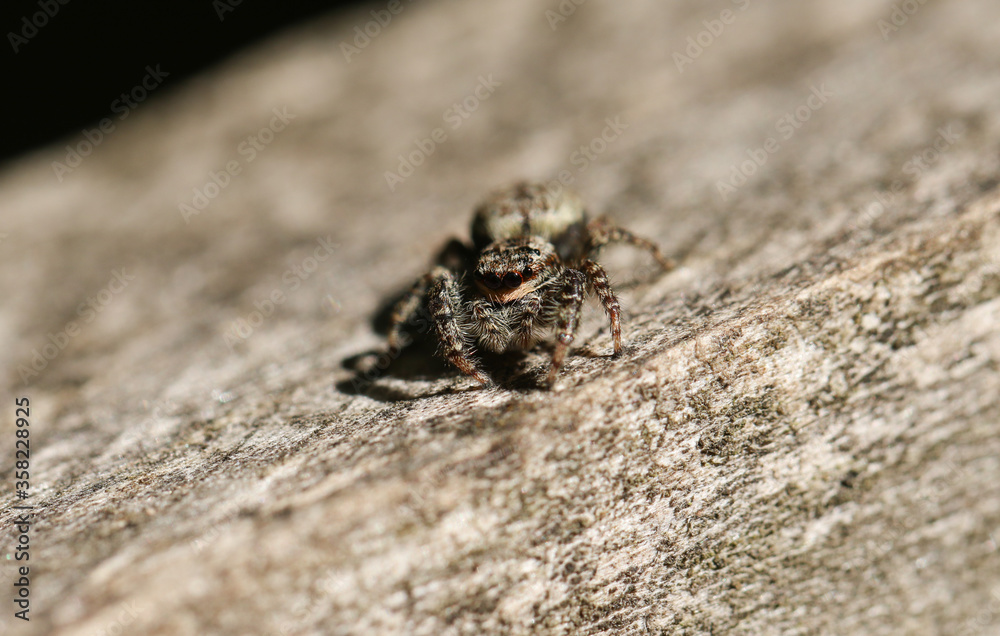 Fototapeta premium A Fence-Post Jumping Spider, Marpissa muscosa, hunting for food on a wooden fence.