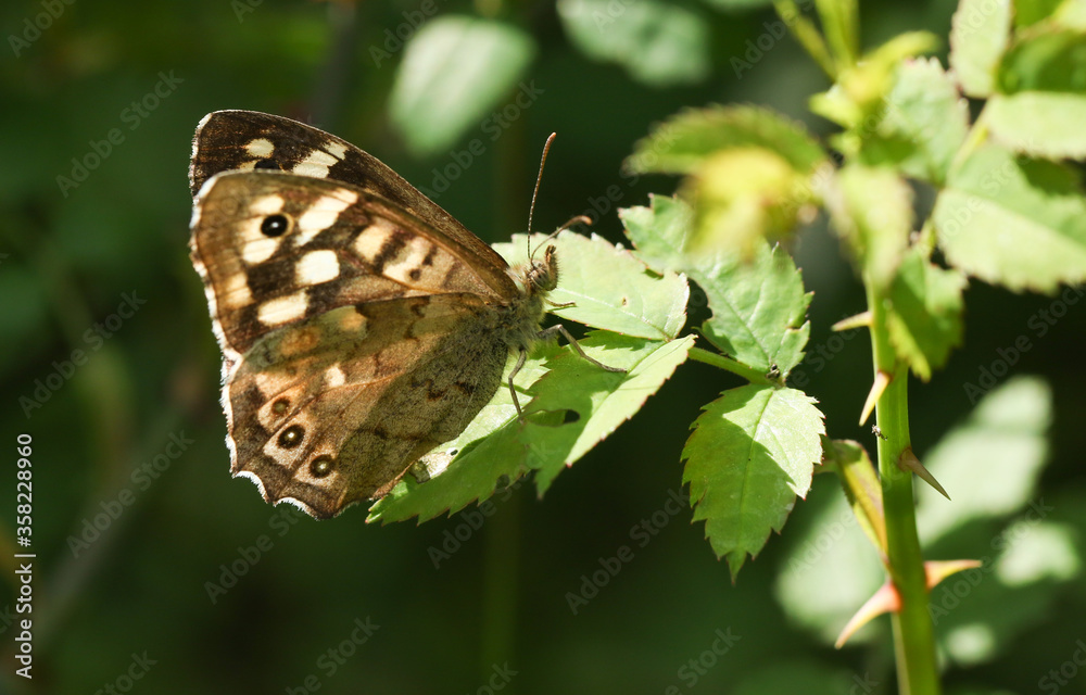 Obraz premium A backlit shot of a Speckled Wood Butterfly, Pararge aegeria, perching on a leaf in woodland in the UK.