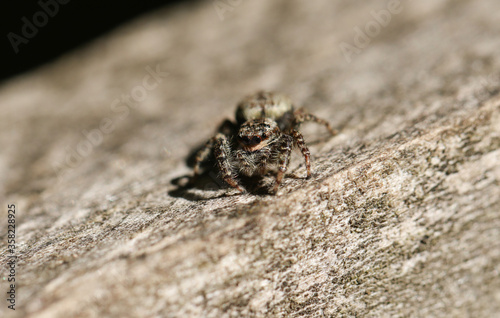 A Fence-Post Jumping Spider, Marpissa muscosa, hunting for food on a wooden fence.