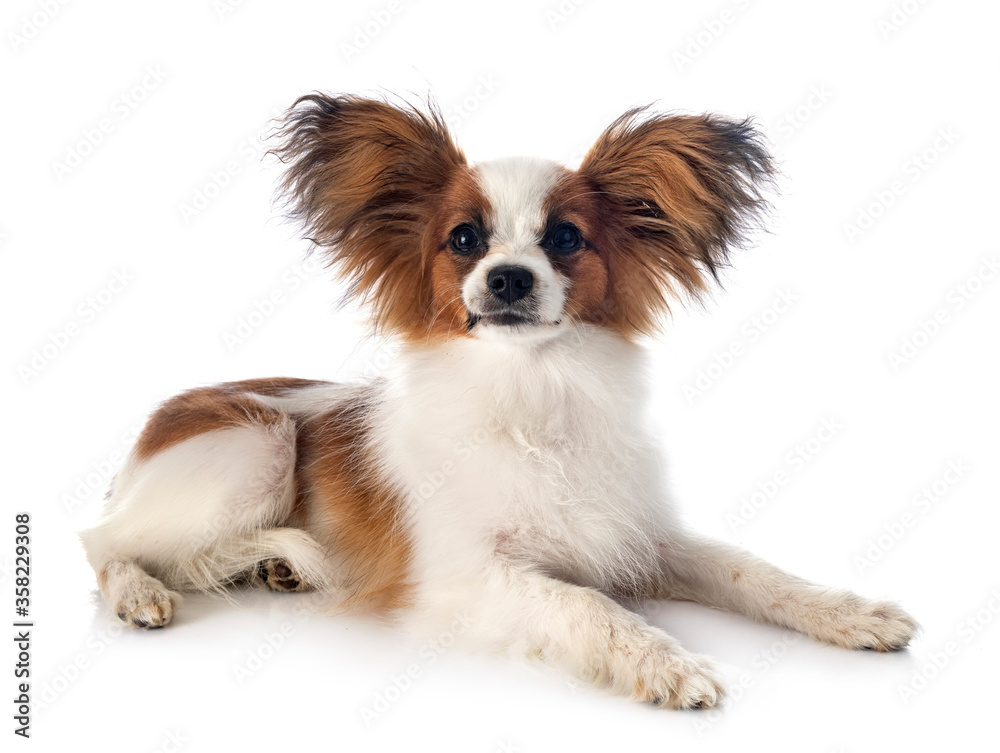 papillon dog in studio