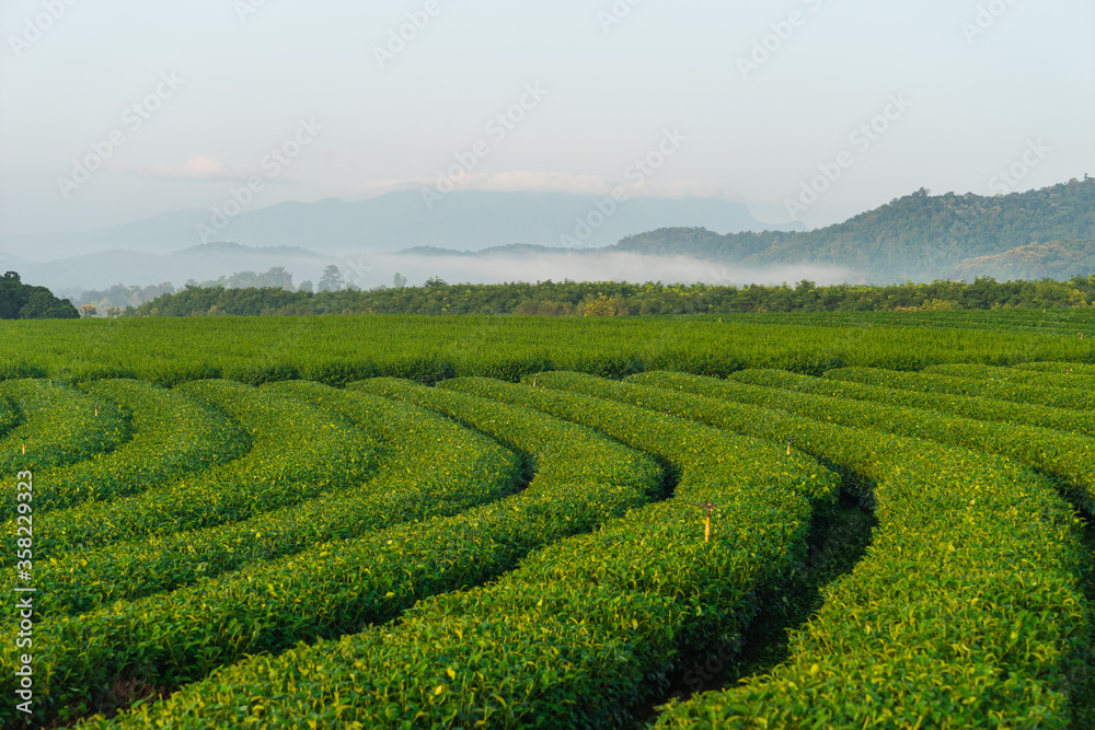 Green tea plantation curve with morning fog and mountains valley in Chiang Rai province, Thailand