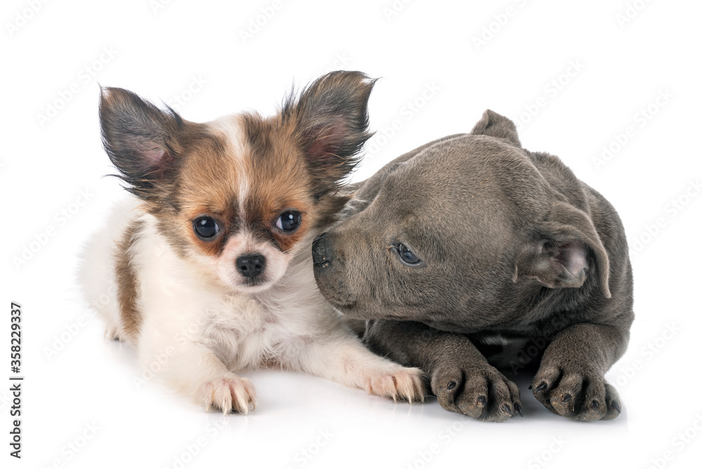 puppy staffordshire bull terrier and chihuahua
