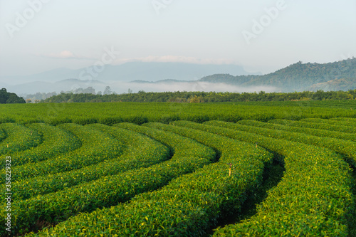 Green tea plantation curve with morning fog and mountains valley in Chiang Rai province, Thailand