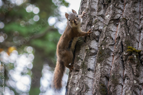 Squirrel © Jeremiah