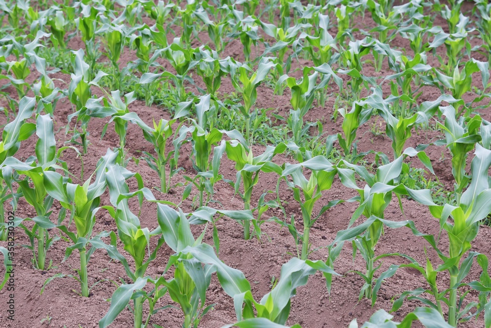 The corn cultivation / Poaceae grain corn can be harvested in about 90 days after sowing. The corn cultivation / Poaceae grain corn can be harvested in about 90 days after sowing.