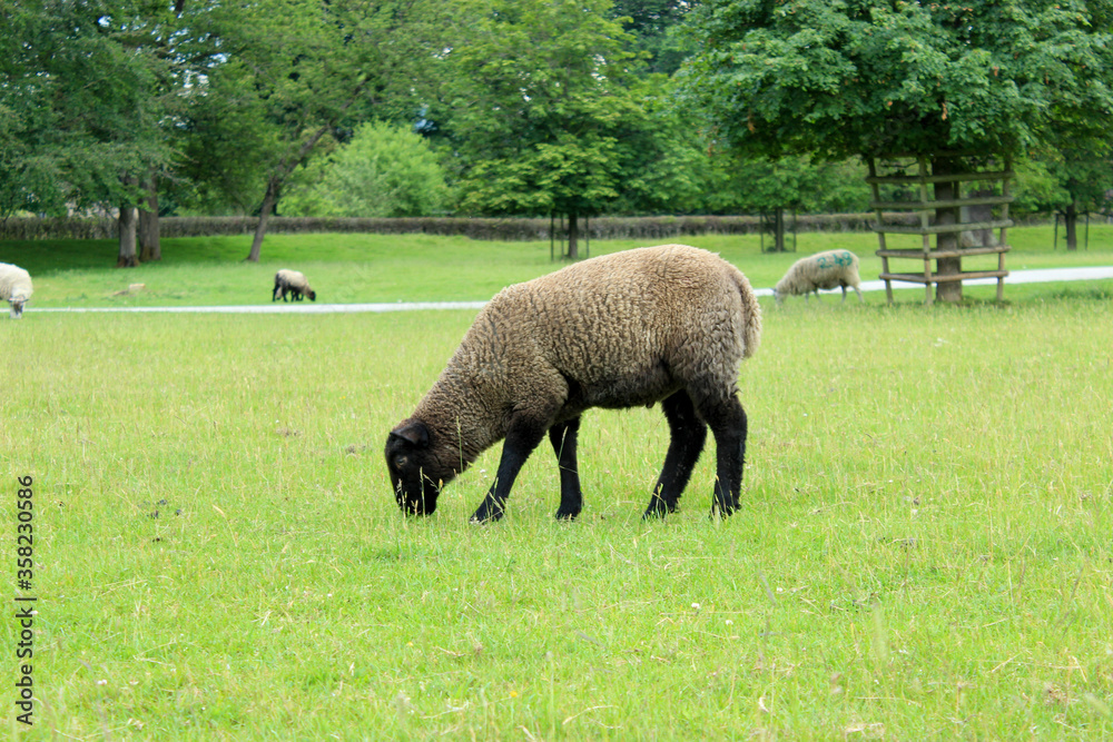 A sheep eating grass in the country
Taken in Yorkshire England in summer time, peak district A sheep eating grass in the country
Taken in Yorkshire England in summer time, peak district