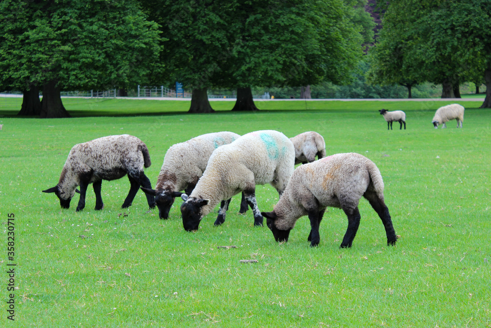 sheep and lambs on a farm with colourful numbers written on as marks, taken in Derbyshire England in summer sheep and lambs on a farm with colourful numbers written on as marks, taken in Derbyshire England in summer