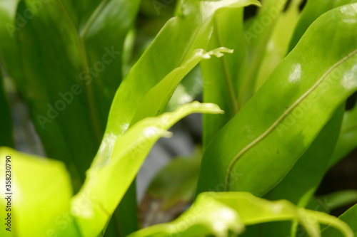 A kind of pteridophyta plant, a vascular plant (with xylem and phloem) that disperses spores. photo