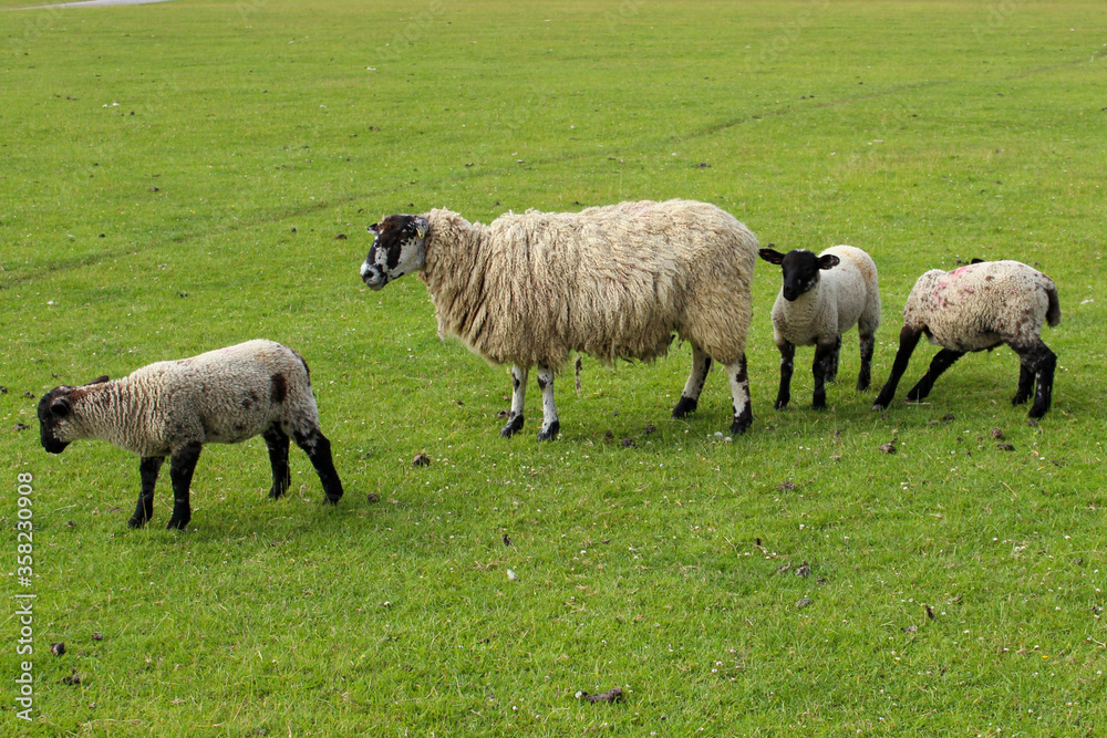 sheep and lambs, in a field on a farm field in summer sheep and lambs, in a field on a farm field in summer
