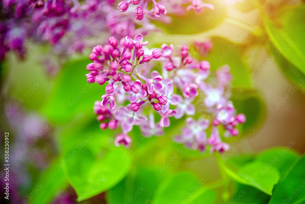 Pink lilac blooms in the Botanical garden
