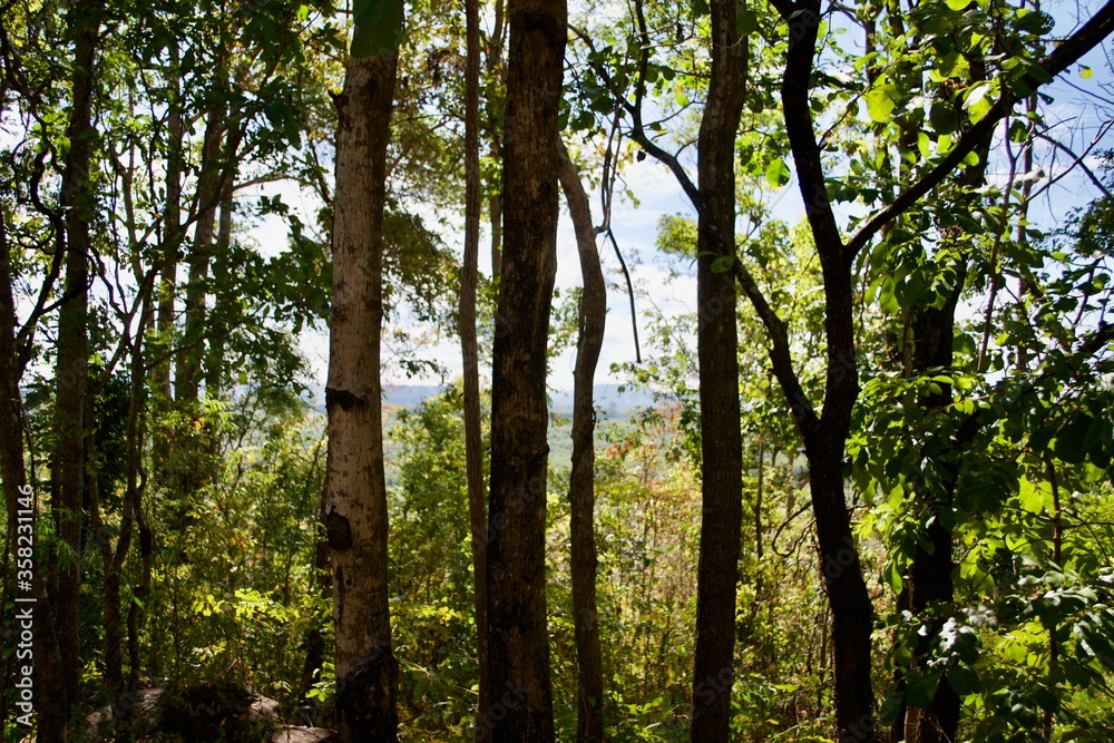 branch tree in forest landscape branch tree in forest landscape