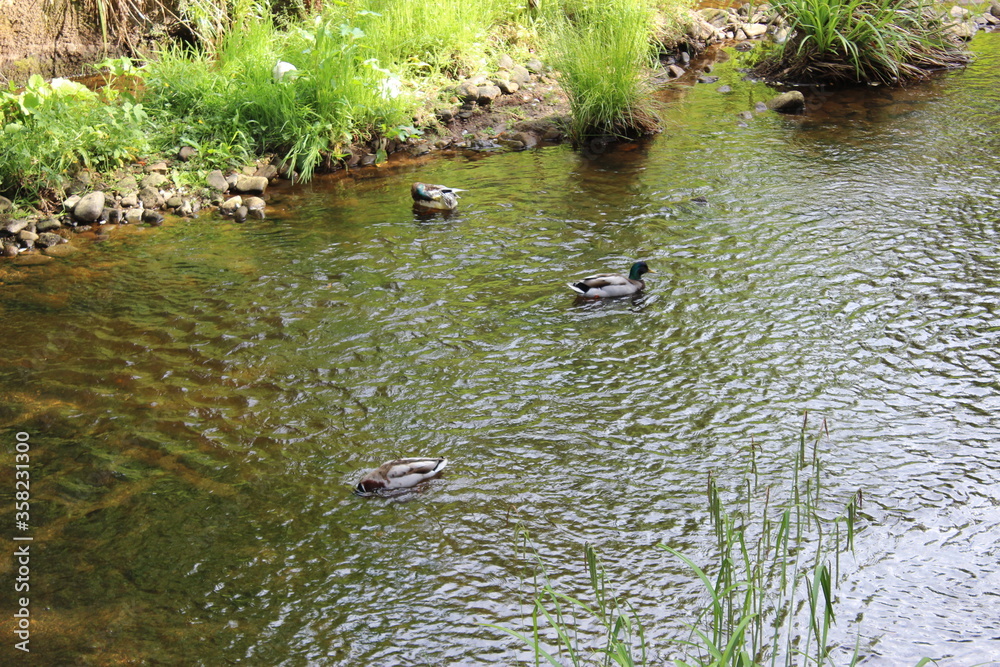duck in a river beside Chatsworth House, Derbyshire England duck in a river beside Chatsworth House, Derbyshire England