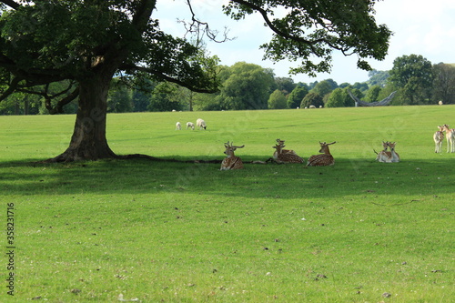 Deer on the Chatsworth Estate, Bakewell, Derbyshire, England 