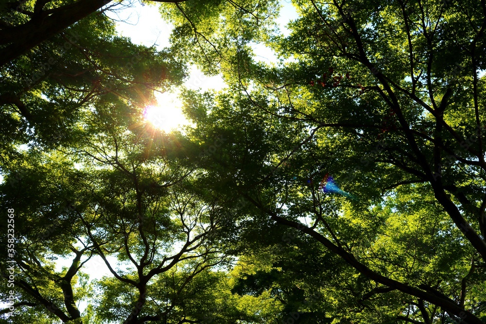 新緑 太陽光 風景 爽やか 森 新緑 太陽光 風景 爽やか 森