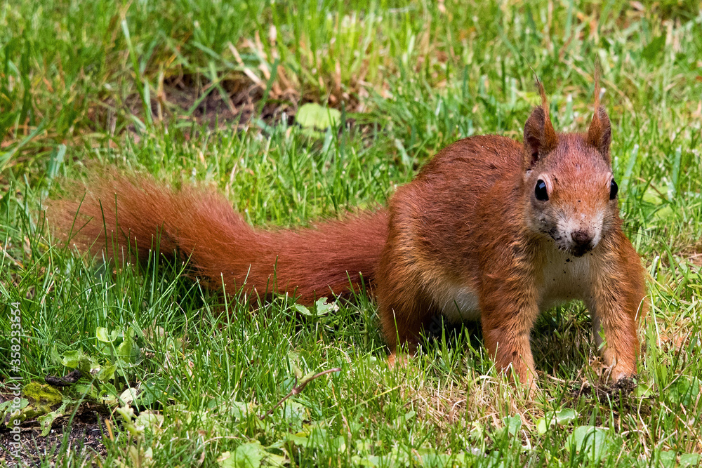 Eichhörnchen im Garten 