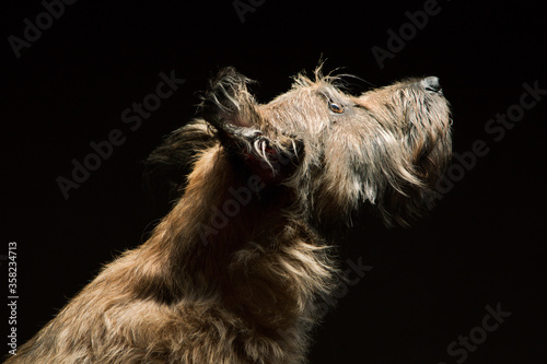 a shaggy funny dog sits and stares looks to the top