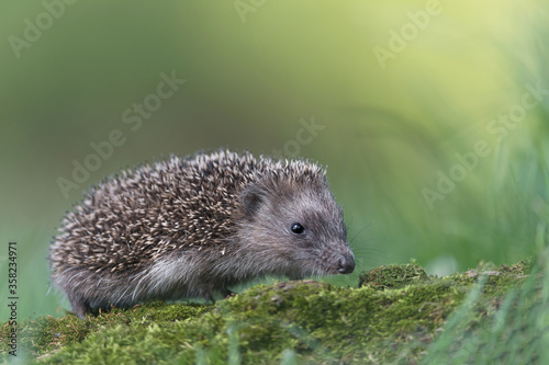 The hedgehog at dawn (Erinaceus europaeus)