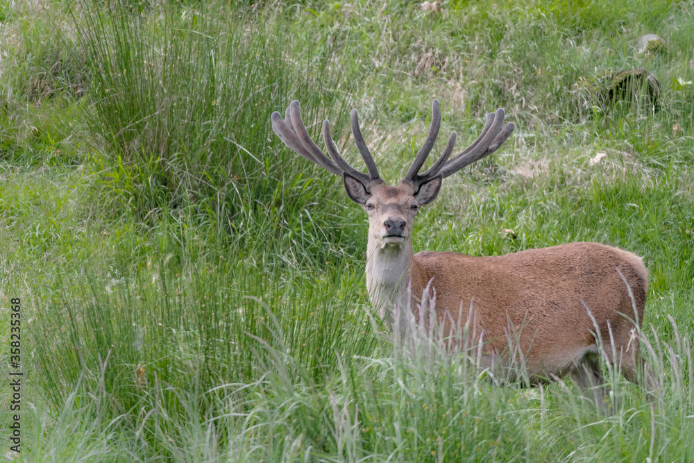 The mighty Red deer male in spring season (Cervus elaphus)