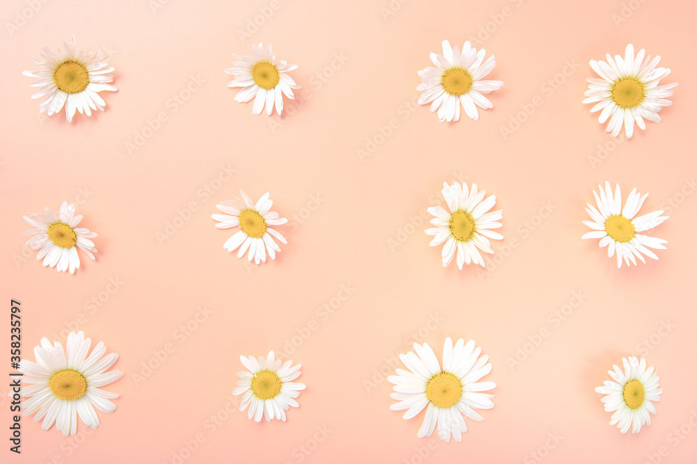 Daisy pattern. Flat lay Top view of chamomile bud laid out on a pink background. Objects on a simple background. Wallpaper, greeting card to the celebration Daisy pattern. Flat lay Top view of chamomile bud laid out on a pink background. Objects on a simple background. Wallpaper, greeting card to the celebration