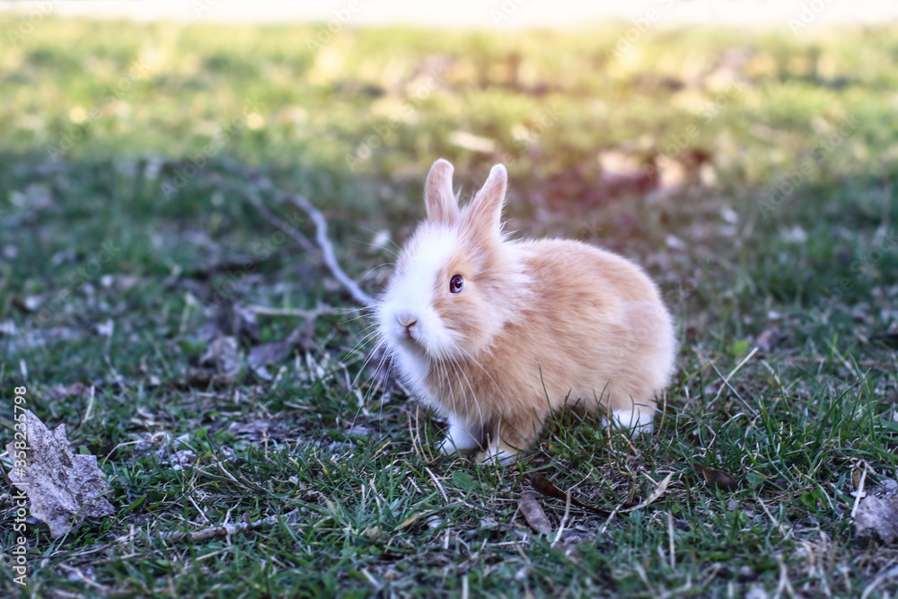 Beautiful decorative domestic rabbit on a meadow eats. A pet in the wild in the open air. Stock background for design Beautiful decorative domestic rabbit on a meadow eats. A pet in the wild in the open air. Stock background for design