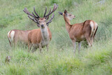 Herd of deer in Alps region (Cervus elaphus)