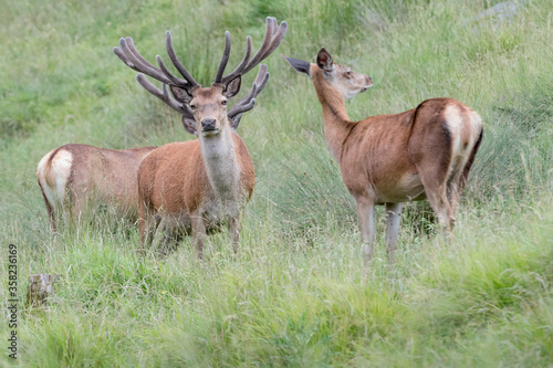 Herd of deer in Alps region  Cervus elaphus 
