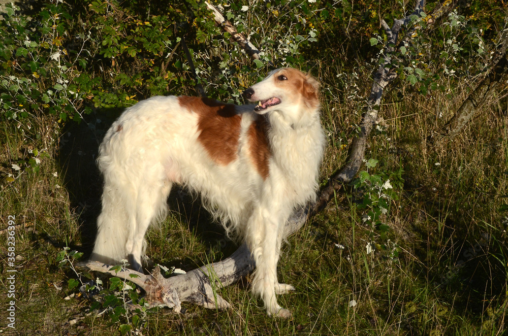 Borzoi dog stands in nature, looking back over the shoulder.