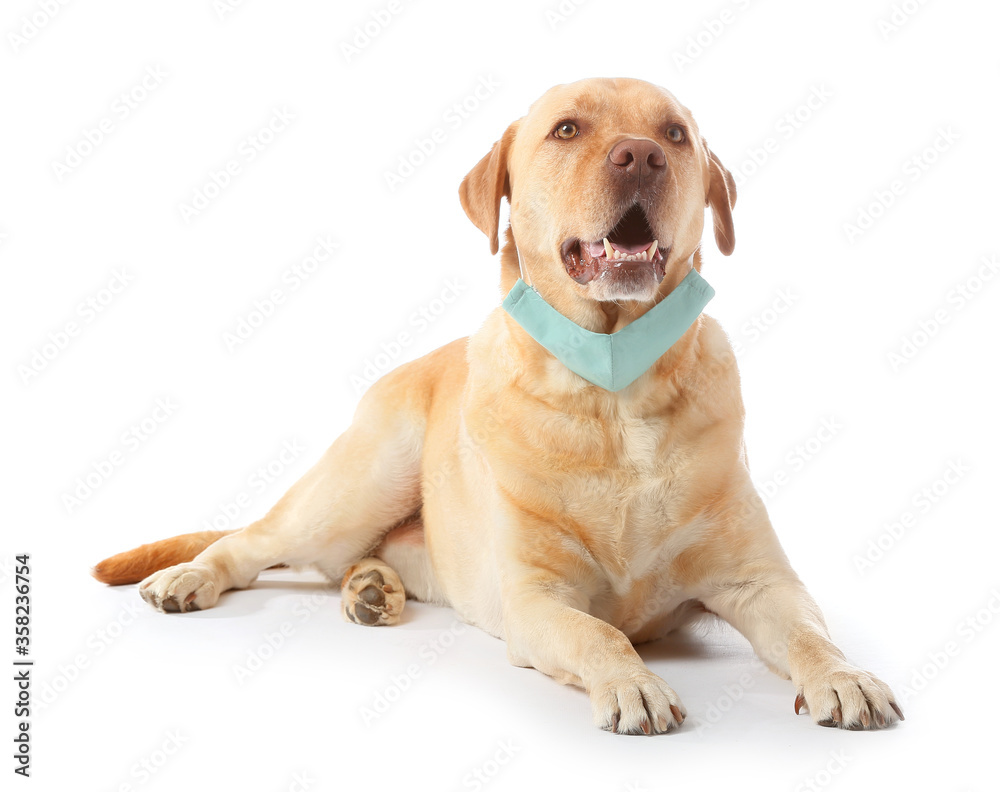 Cute dog with medical protective mask on white background Cute dog with medical protective mask on white background