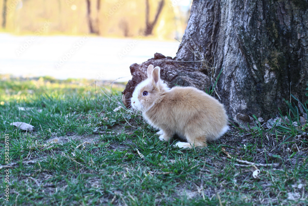 Fototapeta premium Beautiful decorative domestic rabbit on a meadow eats. A pet in the wild in the open air. Stock background for design