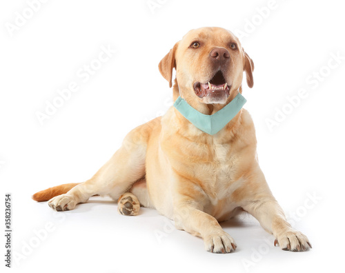 Cute dog with medical protective mask on white background