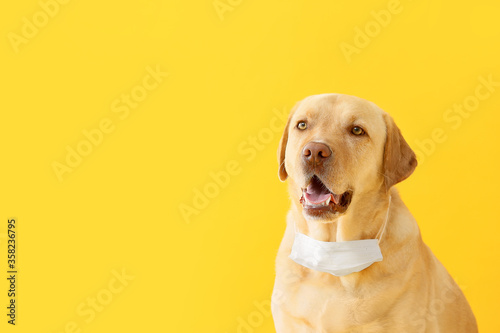 Cute dog with medical protective mask on color background