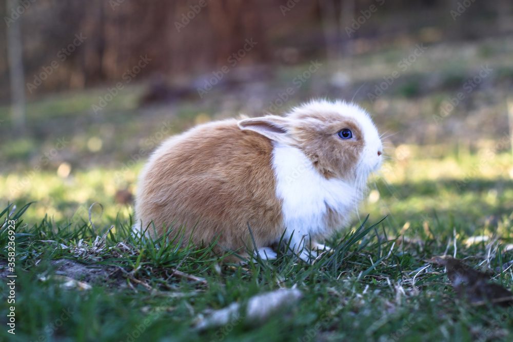 Beautiful decorative domestic rabbit on a meadow eats. A pet in the wild in the open air. Stock background for design Beautiful decorative domestic rabbit on a meadow eats. A pet in the wild in the open air. Stock background for design