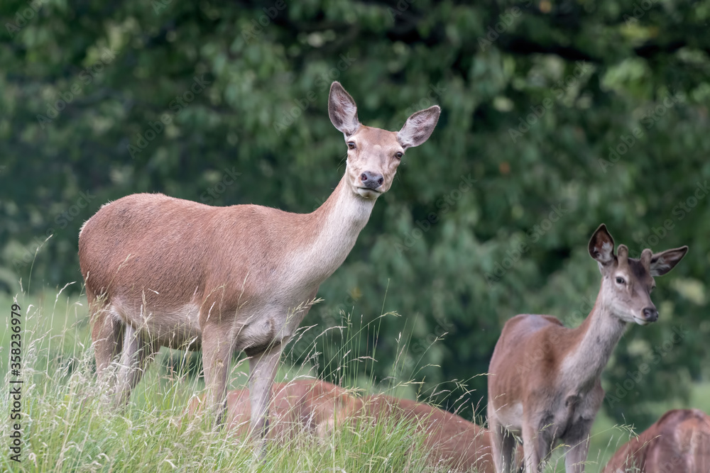 Herd of deer at the edge of the woodland (Cervus elaphus) Herd of deer at the edge of the woodland (Cervus elaphus)