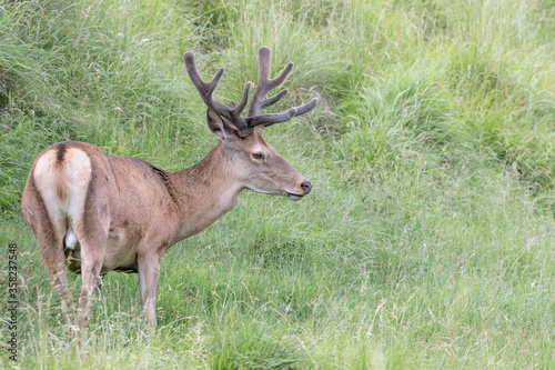 Young red deer male in Alps regions  Cervus elaphus 