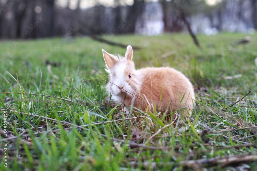 Beautiful decorative domestic rabbit on a meadow eats. A pet in the wild in the open air. Stock background for design Beautiful decorative domestic rabbit on a meadow eats. A pet in the wild in the open air. Stock background for design