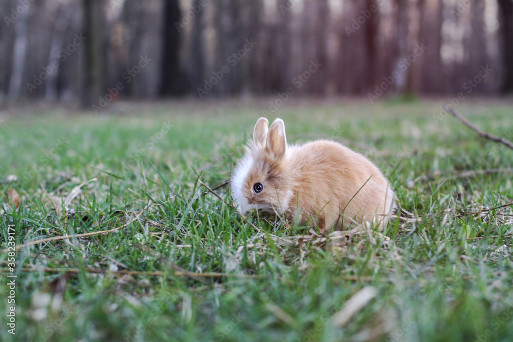 Beautiful decorative domestic rabbit on a meadow eats. A pet in the wild in the open air. Stock background for design Beautiful decorative domestic rabbit on a meadow eats. A pet in the wild in the open air. Stock background for design