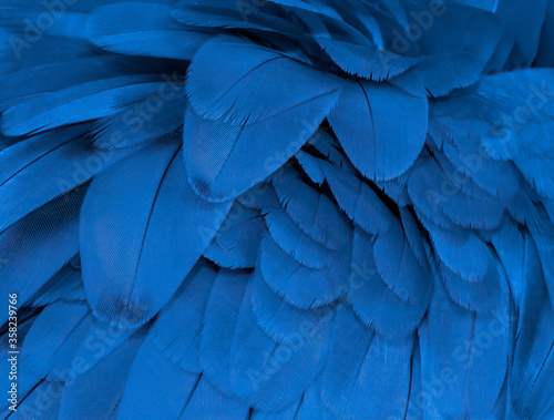 Blue and gold macaw feathers in closeup