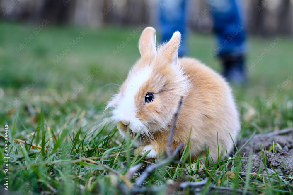 Beautiful decorative domestic rabbit on a meadow eats. A pet in the wild in the open air. Stock background for design Beautiful decorative domestic rabbit on a meadow eats. A pet in the wild in the open air. Stock background for design