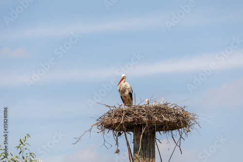 Stork providing security for her youngsters