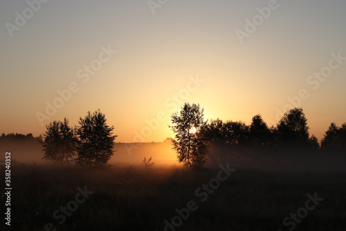 The first sun rays breaks through the branches of a trees at sunrise. Beautiful summer misty morning in the field