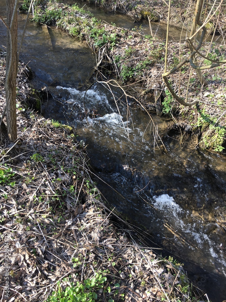 Obraz premium river in the forest