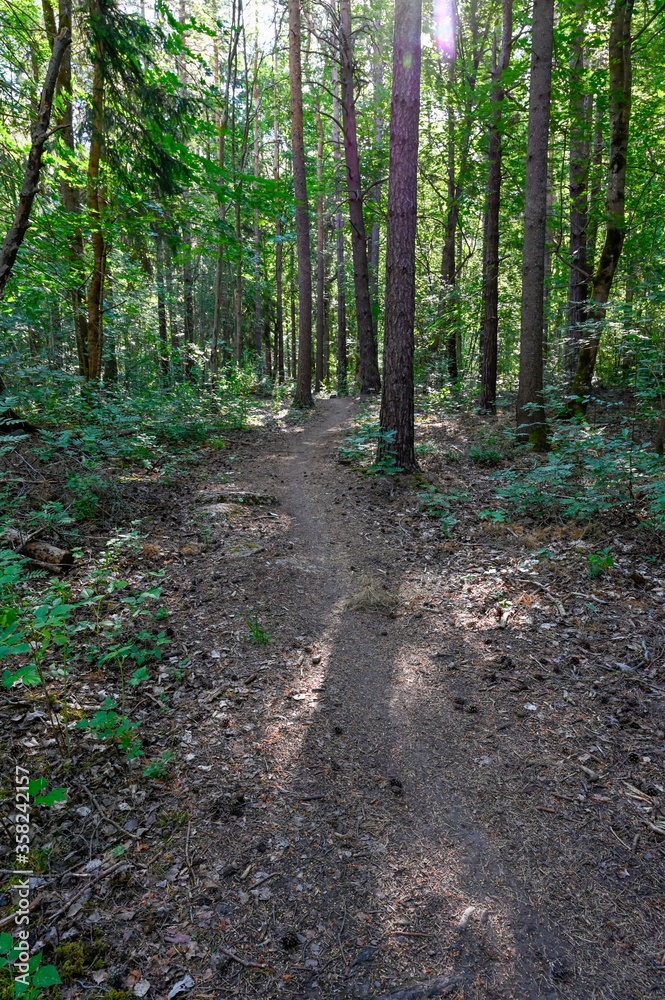 calming morning walk through green forest in shadows calming morning walk through green forest in shadows