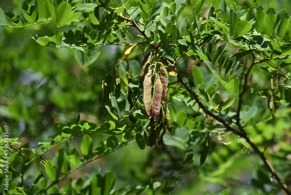 Locust tree seed pod and leaves / Locust tree is a Fabaceae deciduous tree with edible flowers and a source of fine honey. Locust tree seed pod and leaves / Locust tree is a Fabaceae deciduous tree with edible flowers and a source of fine honey.