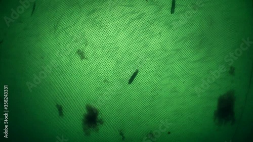 Fish in the fishing net: The movement of fish inside is visible through the fishing net.