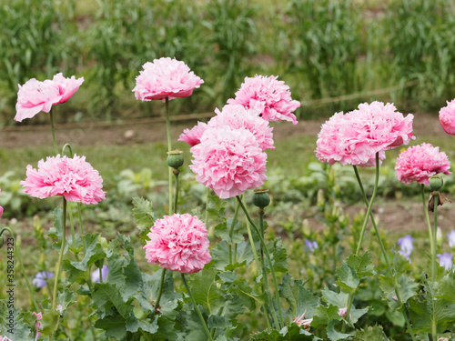 Papaver somniferum | Pavot à opium ou pavot somnifère à fleurs doubles roses clair sur de hautes tiges ressemblant à une fleur de pivoine